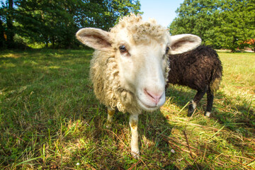 Sheep looking at the camera. Black lamb. The lamb stands on a wooden stage. Farm with animals. The farm.