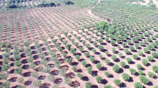 Olive trees - Aerial view 4k