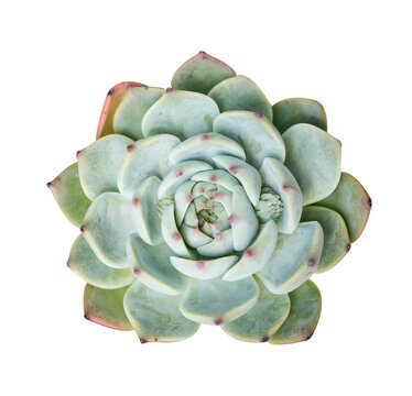succulent plant isolated on white background