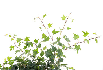 ivy leaves isolated on a white background