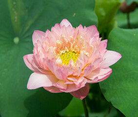 blooming lotus flower