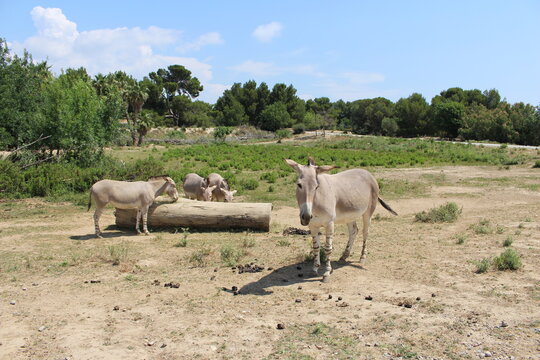 troupeau d'&acirc;nes qui mangent  Equus africanus somaliensis