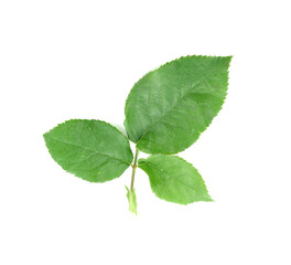 green leaf on a white