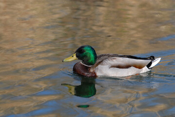 The Mallard