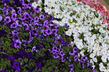 Obraz premium Flowers Triptych