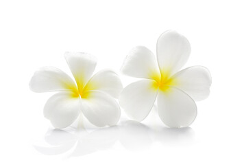 Frangipani flower isolated on white