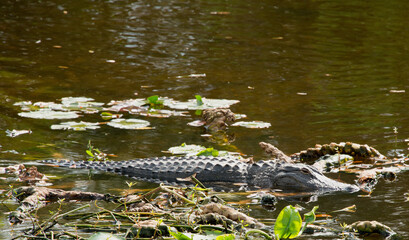 Alligator