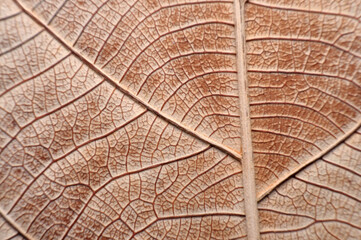 Dry leaf.
