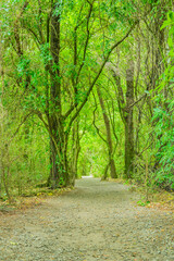 View of a forest trail