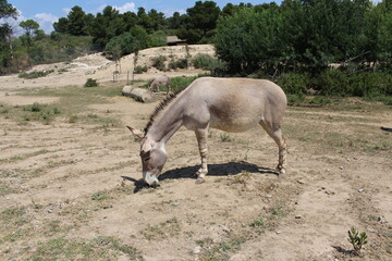 âne de somalie qui mange au sol
