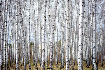 birch forest