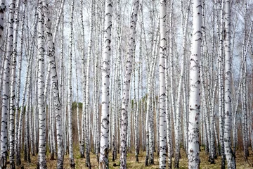 Foto op Plexiglas birch forest © rufar