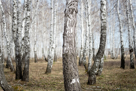 Fototapeta birch forest