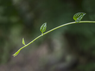 Leaves