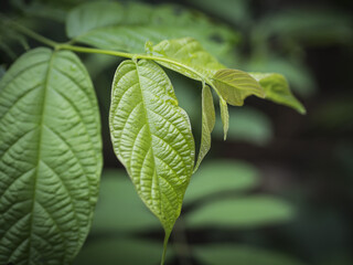 Obraz premium Leaves