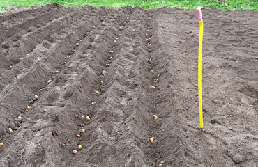 Dug up a field in which to plant the potatoes in rainy weather