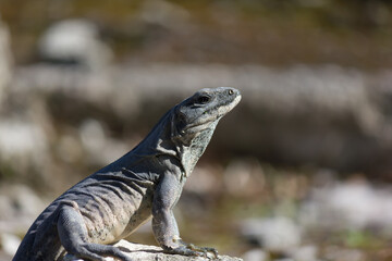 Sunbathing Iguana