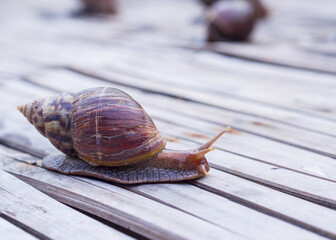 Wild snail