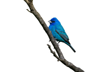 Indigo Bunting on White Background, Isolated