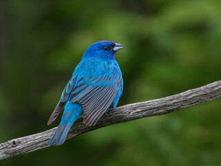 Obraz premium Indigo Bunting