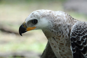 Eagle.