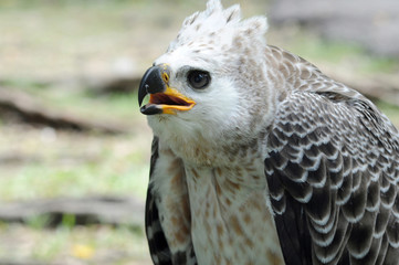 Eagle.