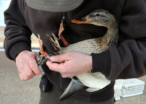 Duck banding