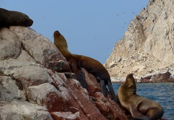 Obraz premium Seals climbing for the best spot to lay out and sun themselves in the warm afternoon summer sun. 