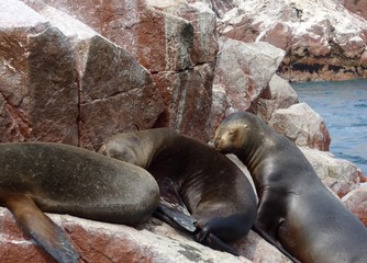 Seals basking in the sun on some red grey and orange rocks along the pacific coastline. 