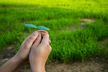 Women planting trees back to nature, Concept planting.