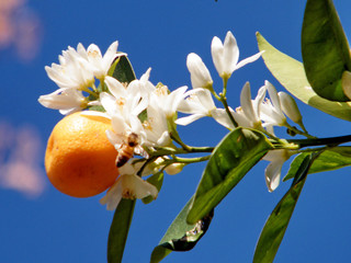 Or Yehuda tangerine flowers and fruit 2011
