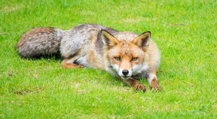 Female fox 