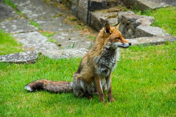 Fox, female