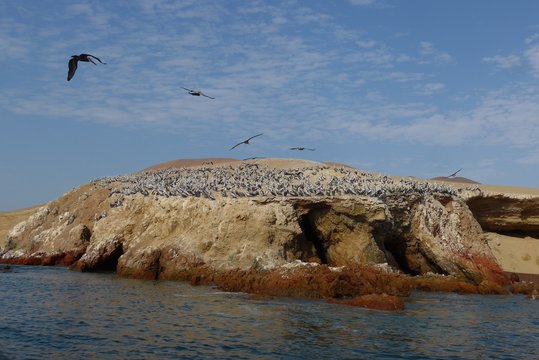 A barren dry headland covered by a squadron of pelicans during breeding season.
