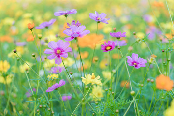Obraz premium Zinnia violacea