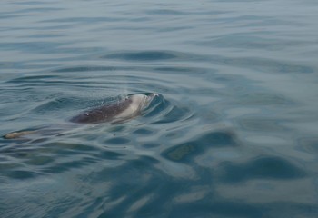 Fototapeta premium Dolphin breaching the surface on a tranquil day in the pacific ocean. 