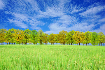 Obraz premium landscape beautiful tree in a green forest in summer with blur rice field in foreground , can be used as wallpaper 