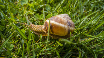 Close up of a snail