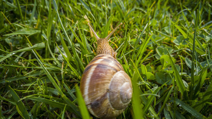 Close up of a snail