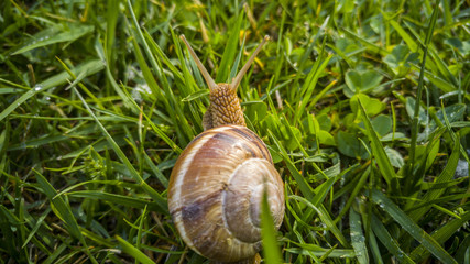 Close up of a snail