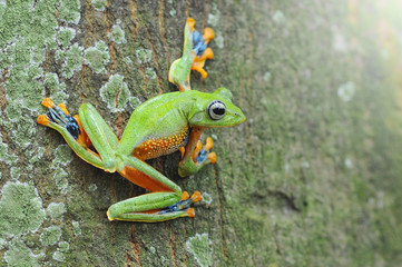 Obraz premium Reinwardt's Flying Frog on Tree Trunk