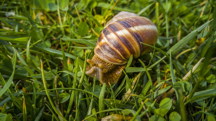 Close up of a snail
