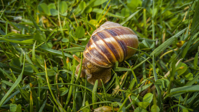 Close up of a snail