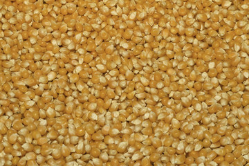 Corn seeds