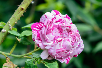 Pink and white marbled rose bloom