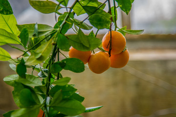 Homegrown oranges on the vine