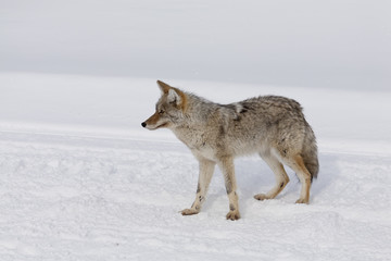 Coyote, Winter, Yellowstone NP