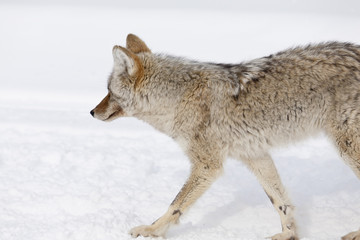 Obraz premium Coyote, Winter, Yellowstone NP