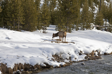 Fototapeta premium Elk near River, Winter, Yellowstone NP