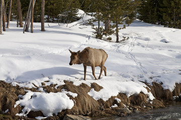 Fototapeta premium Elk near River, Winter, Yellowstone NP